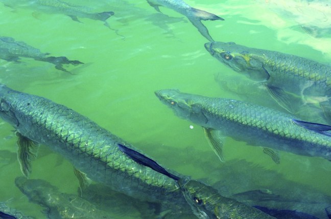 Tarpon at Robbie's