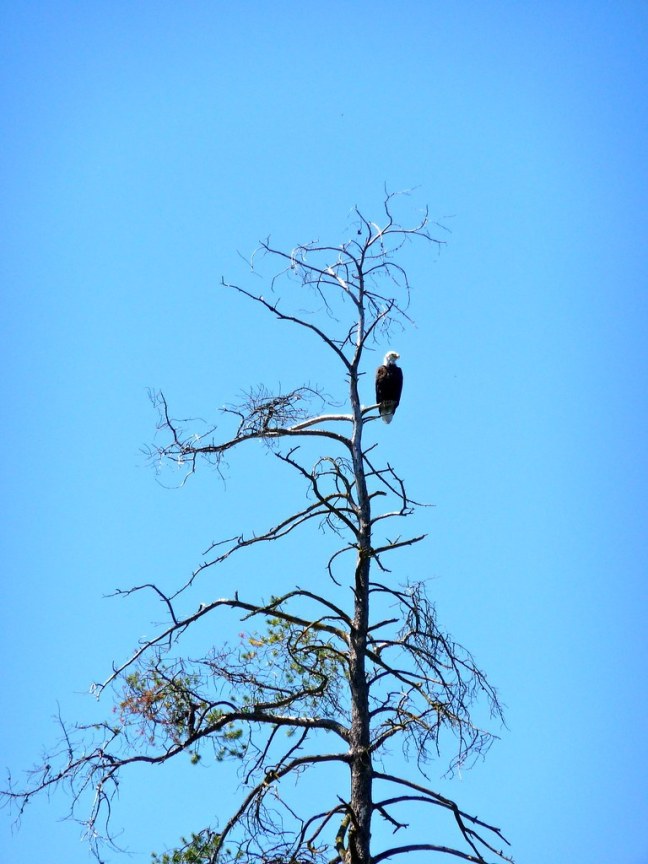 Bald Eagle on Swan River
