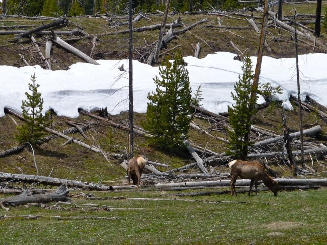 Elk in Yellowstone