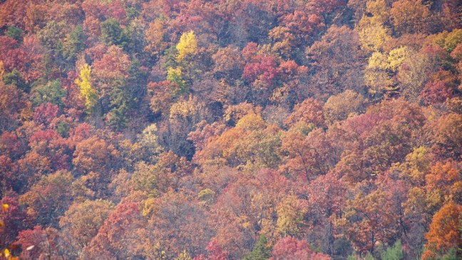 Fall foliage on the Blue Ridge Parkway