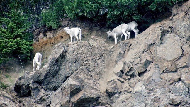 Dall sheep along Seward Highway
