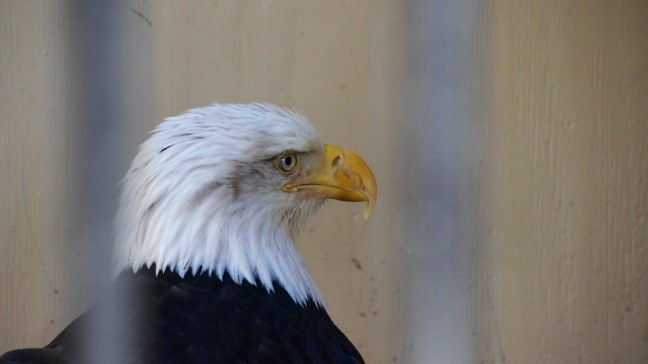 Injured bald eagle