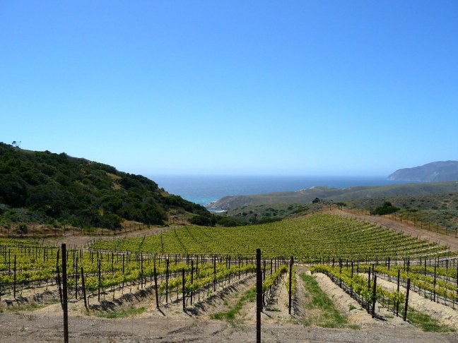 Vineyards of Catalina Island