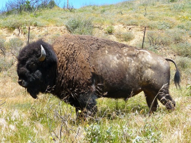 Bison are all over Catalina Island