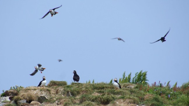 Puffins flying all over the place