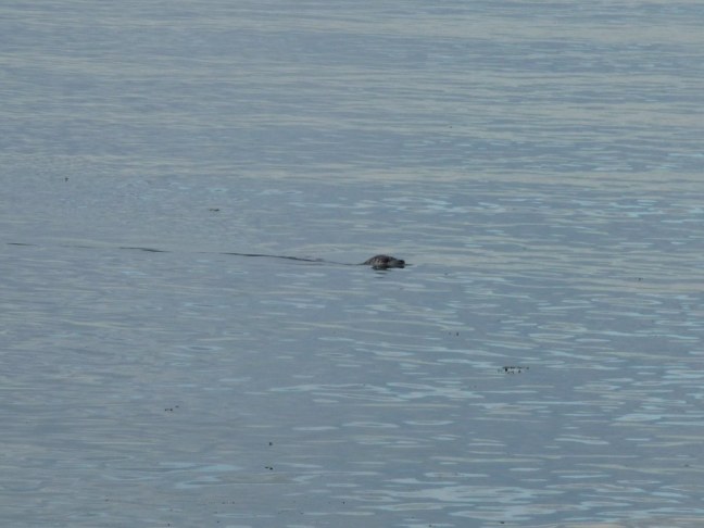 Playful sea lion while kayaking on a bay in the Pacific Ocean