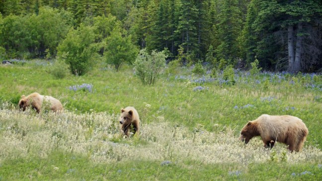 Grizzlies along Haines Highway