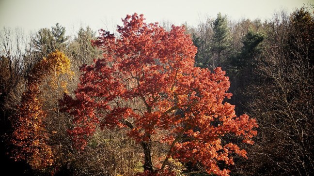 Fall foliage on the Blue Ridge Parkway