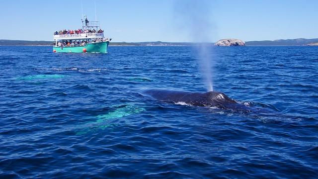 Humpback whale blowing
