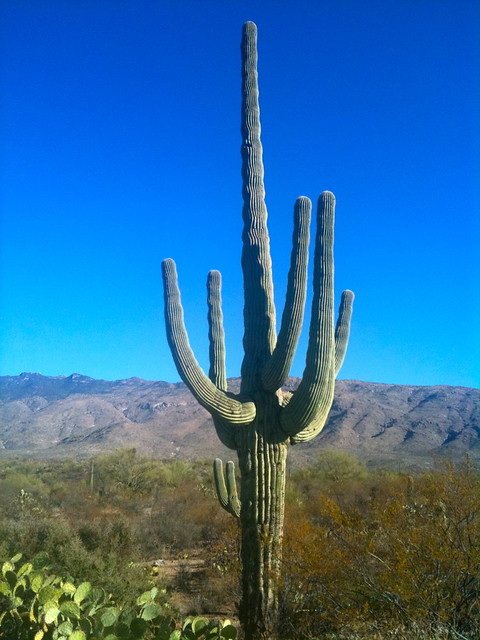 Lone Saguaro cactus (one of thousands)