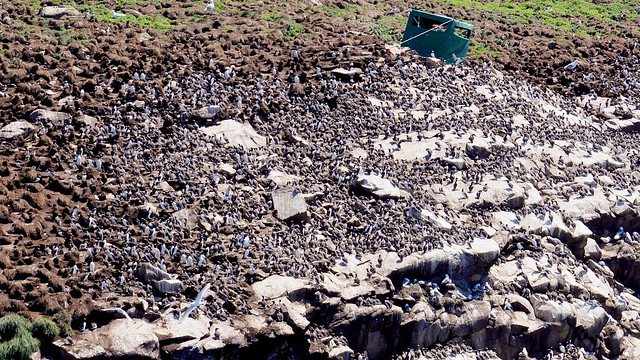 Millions of birds at Witless Bay Islands Park Reserve