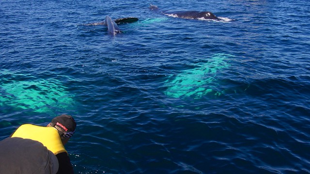 Humpback whales under our boat