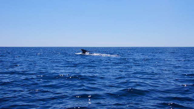 Humpback whale diving deep for food