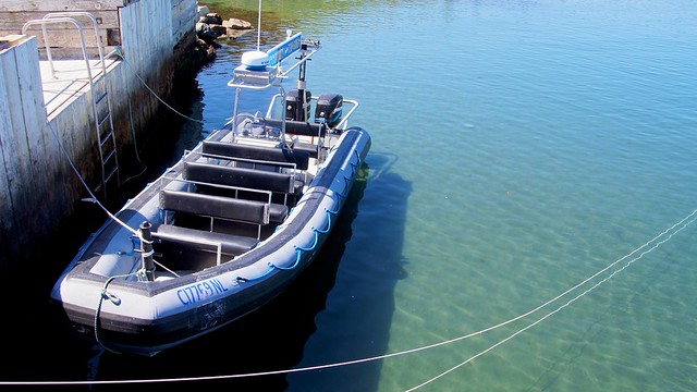 Witless Bay Eco Tours Zodiac