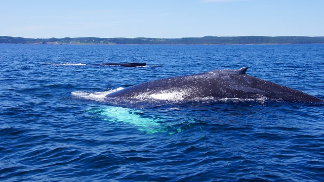 Humpback whale breaching