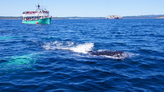 Humpback whale breaching