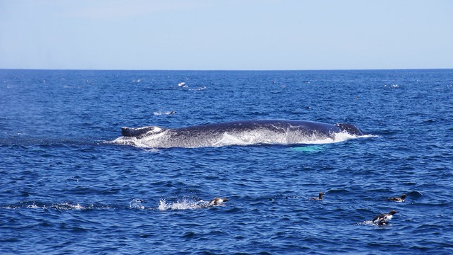 Humpback whale breaching